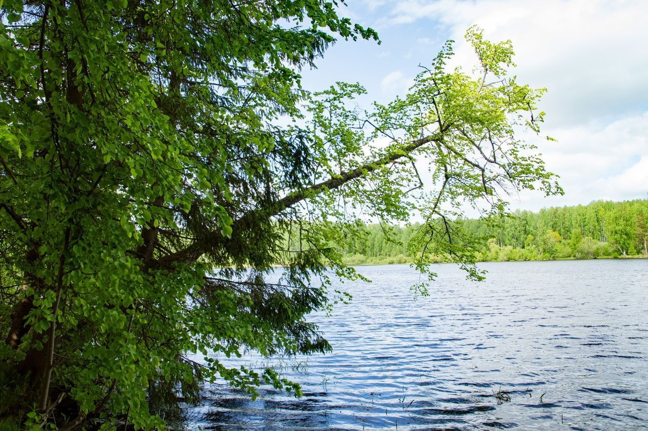 Литературный музей И. Северянина | Туристско-информационный центр города  Череповца