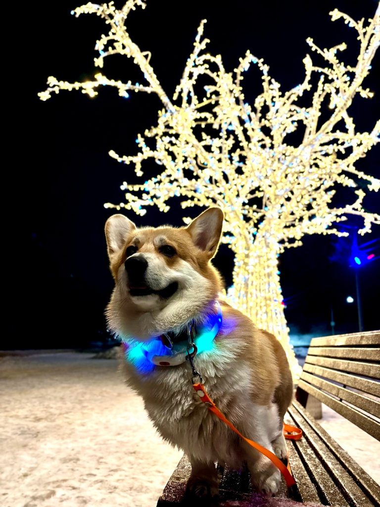 🧨Иммерсивный променад «По следам Фёдора» 13 декабря в 12.00